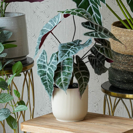 Costa Rica set - 4 pcs - Artificial Plants - Bundle set