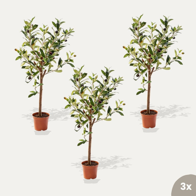 Mini Olive tree set - 3 pcs - Artificial Plants - Bundle set