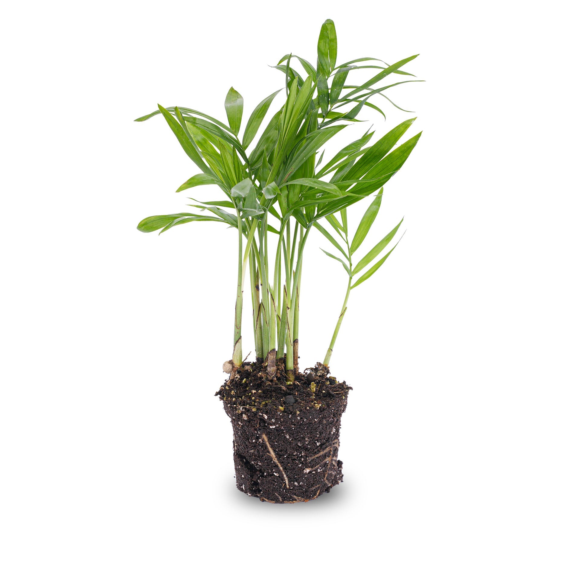 where to buy a parlor palm Parlour Palm - Chamaedorea elegans 'baby'