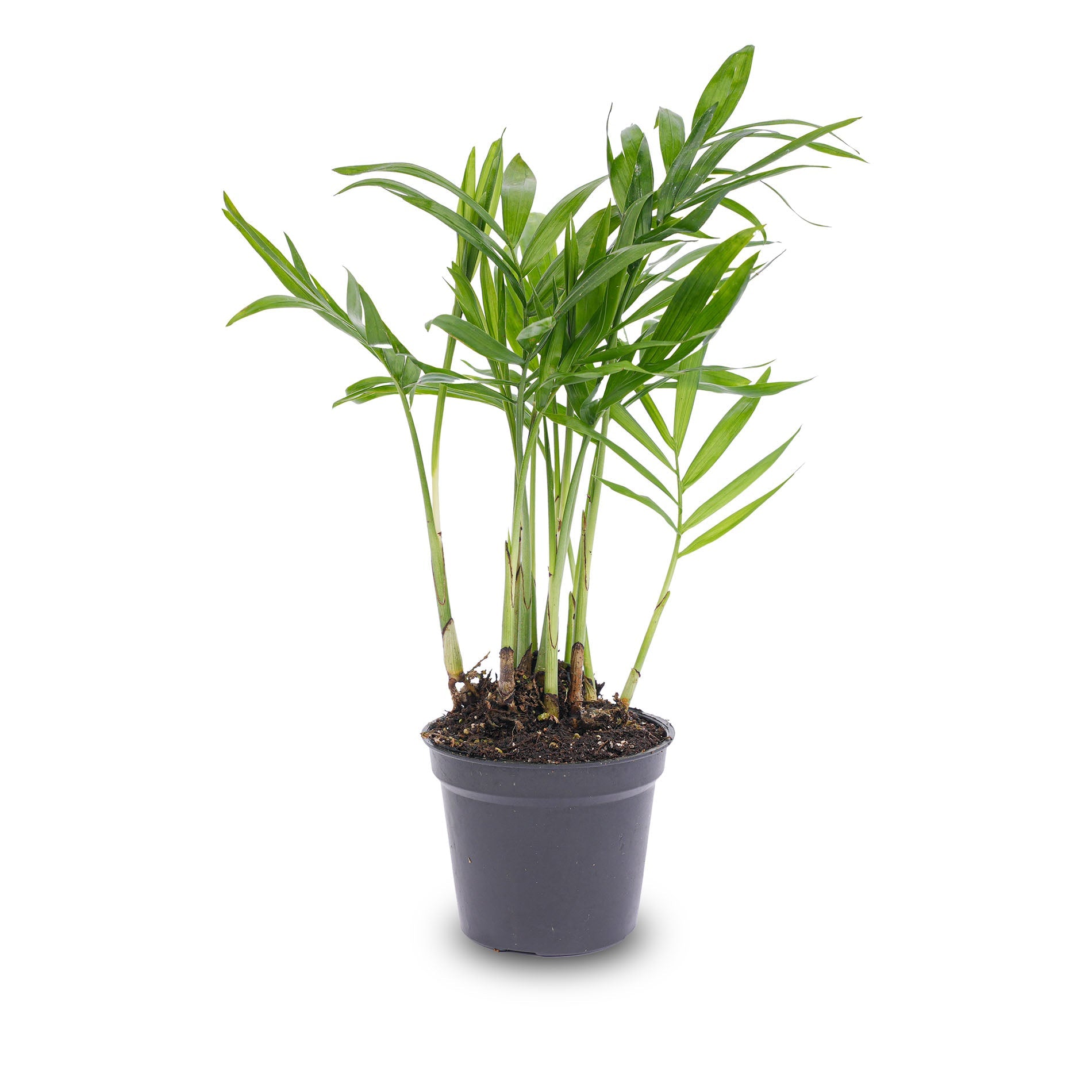 pot size for parlor palm Parlour Palm - Chamaedorea elegans 'baby'