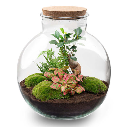 Bolder Bob Bonsai - Terrarium Bottle garden DIY kit - Ø 31 cm ↑ 30 cm
