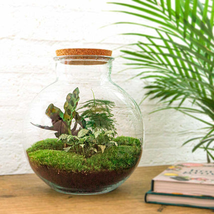 Bolder Bob - Terrarium - Bottle garden DIY kit - Ø 31 cm ↑ 30 cm