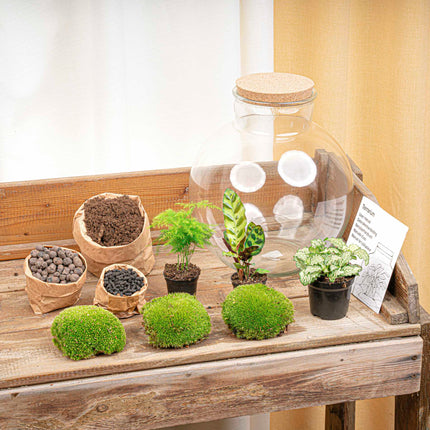 Bolder Bob - Terrarium - Bottle garden DIY kit - Ø 31 cm ↑ 30 cm