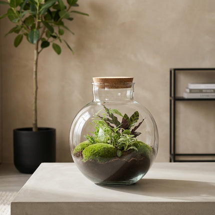 Bolder Bob - Terrarium - Bottle garden DIY kit - Ø 31 cm ↑ 30 cm
