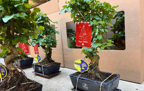 Bonsai boompje