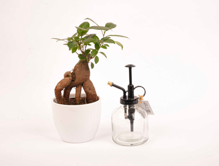 <h2>Of stel zelf een Bonsai pakket samen!</h2>