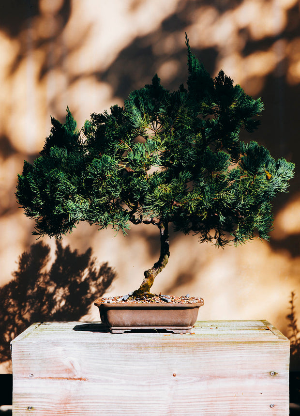 Banner image for: <h1><strong>Geef een Bonsai boompje cadeau</strong></h1>