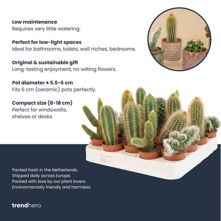 Cacti Set of 6 in Ceramic Mini Pot San Juan - ↑ 8–12 cm