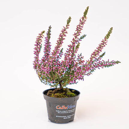 Calluna vulgaris - Callu Nova - Mini