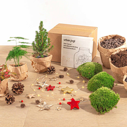 Christmas Plant terrarium package - Christmas Kit & Tree - Asparagus - Fittonia Ruby Lime - 3 terrarium plants - Refill & Starter package