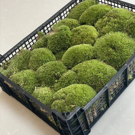 Live Cushion Moss - Full tray of natural moss - Green & Fresh
