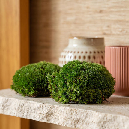 Live Cushion Moss - 2 pcs bag - Premium Fresh Moss - Bun Moss - Pillow Moss - Leucobryum glaucum