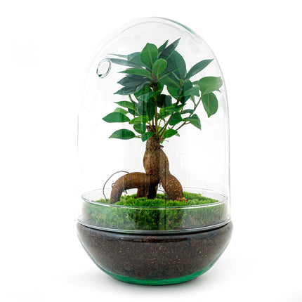 Egg XL Bonsai - Terrarium - Two-part glass dome - Bottle garden DIY kit - Ø 17.5 cm ↑ 30 cm