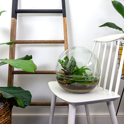 Terrarium DIY Kit - Dome XL - Bottle Garden - ↑ 30 cm