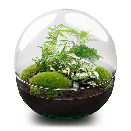 Terrarium DIY Kit - Dome XL - Bottle Garden - ↑ 30 cm