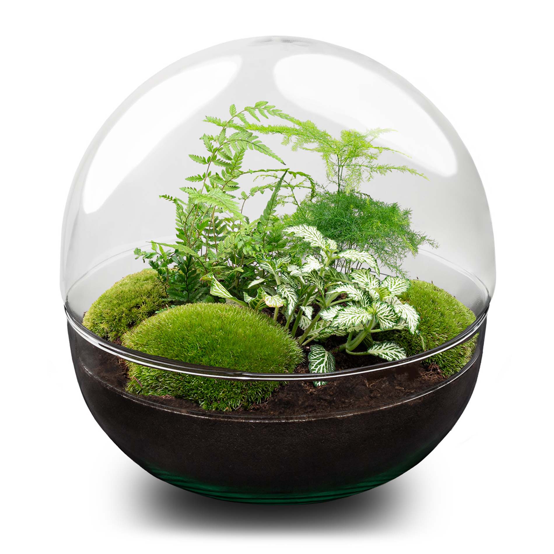 planten terrarium Terrarium DIY Kit - Dome XL - Bottle Garden