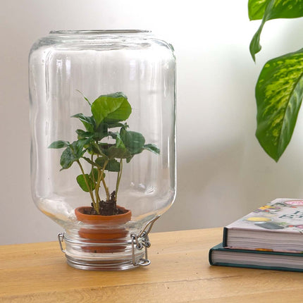 Easyplant Coffea - Fido terrarium jar - Bottle Garden DIY kit - Ø 18 cm ↑ 28 cm