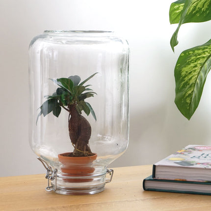 Easyplant Bonsai - Fido terrarium jar - Bottle Garden DIY kit - Ø 18 cm ↑ 28 cm