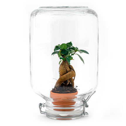 Easyplant Bonsai - Fido terrarium jar - Bottle Garden DIY kit - Ø 18 cm ↑ 28 cm