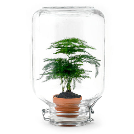 Easyplant - Fido terrarium jar - Bottle Garden DIY kit - Ø 18 cm ↑ 28 cm