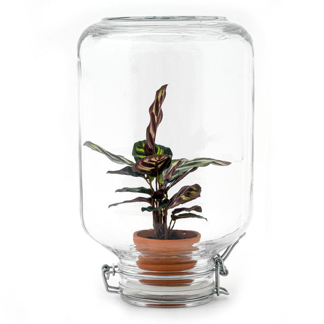 Easyplant Calathea - Fido terrarium jar - Bottle Garden DIY kit - Ø 18 cm ↑ 28 cm