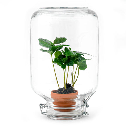 Easyplant - Fido terrarium jar - Bottle Garden DIY kit - Ø 18 cm ↑ 28 cm