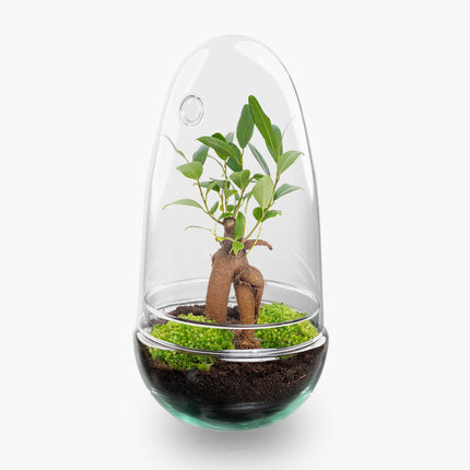 Egg Bonsai - Terrarium - Two-part glass dome - Bottle garden DIY kit - Ø 12 cm ↑ 25 cm