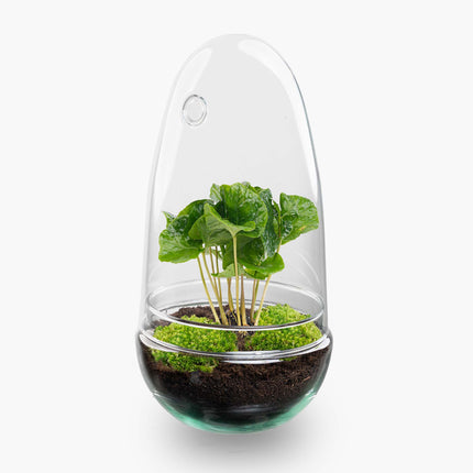 Egg Coffea - Terrarium - Two-part glass dome - Bottle garden DIY kit - Ø 12 cm ↑ 25 cm