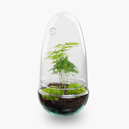 Terrarium DIY Kit - Bottle Garden - ↑ 25 cm