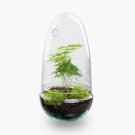 Egg Asparagus - Terrarium - Two-part glass dome - Bottle garden DIY kit - Ø 12 cm ↑ 25 cm