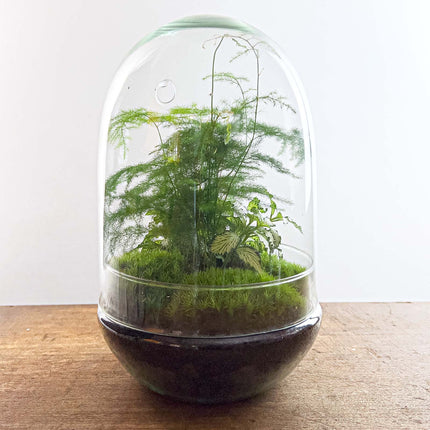 Egg XL - Terrarium - Two-part glass dome - Bottle garden DIY kit - Ø 17.5 cm ↑ 30 cm