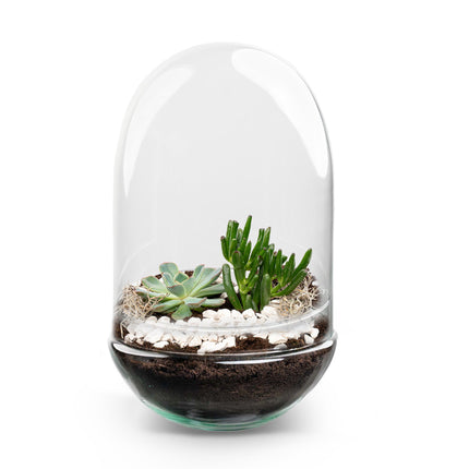Egg XL Succulent - Open terrarium - Bottle garden DIY kit - Ø 17,5 cm ↑ 30 cm