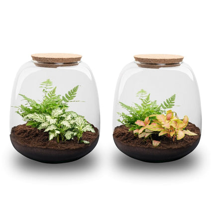 Terrarium Emma Mini - ↑ 20 cm - Ø 19 cm - Relatiegeschenk