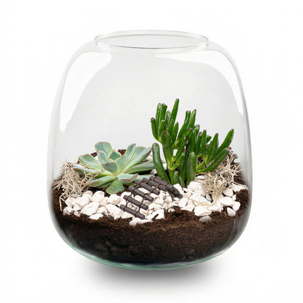 Emma Mini Succulent - Open terrarium - Bottle garden DIY kit - Ø 19 cm ↑ 20 cm