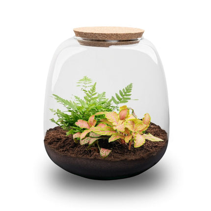 Emma Mini - Fittonia Ruby Lime + Fern - Terrarium with cork - Bottle garden DIY kit - Ø 19 cm ↑ 20 cm