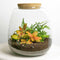 Terrarium 