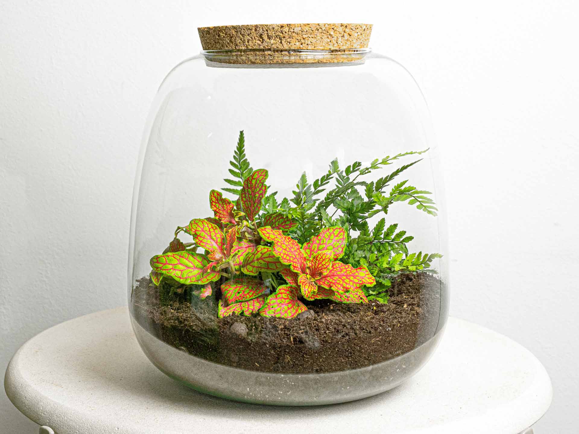 terrarium met planten Terrarium DIY Kit - Emma Mini - DIY kit - ↑ 20 cm