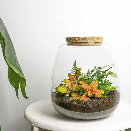 Emma Mini - Fittonia Ruby Lime + Fern - Terrarium with cork - Bottle garden DIY kit - Ø 19 cm ↑ 20 cm
