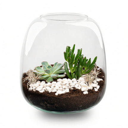 Emma Mini Succulent - Open terrarium - Bottle garden DIY kit - Ø 19 cm ↑ 20 cm