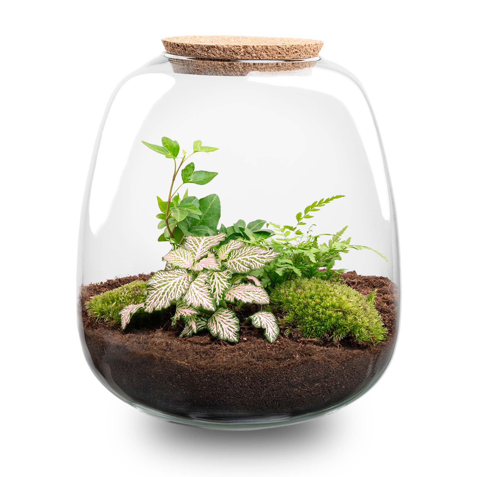 terrarium plant hema Terrarium DIY Kit - Emma - DIY kit - ↑ 25 cm