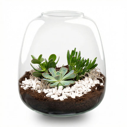 Emma Succulent - Open terrarium - Bottle garden DIY kit - Ø 23 cm ↑ 25 cm