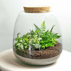Fittonia White Tiger