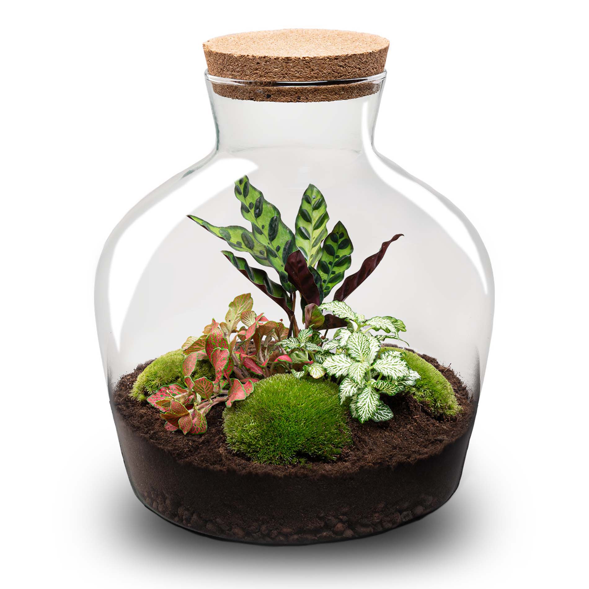 plant terrarium kits Terrarium DIY Kit - Fat Joe Red - Bottle Garden