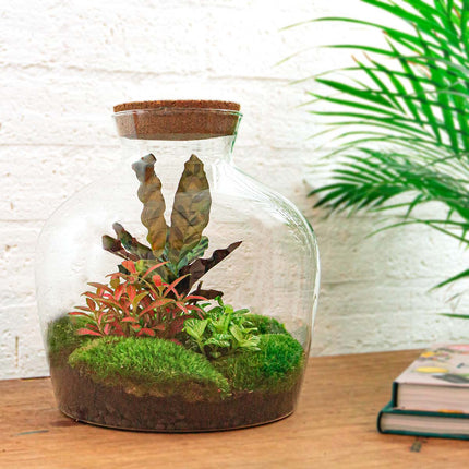 Fat Joe Red - Terrarium with light - Bottle garden DIY kit - Ø 29 cm ↑ 30 cm