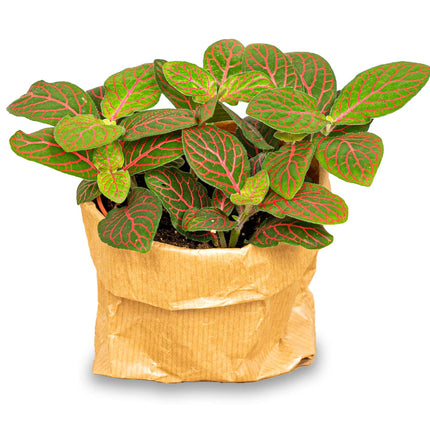 Fittonia Joly Josan - Red and green - Mosaic plant