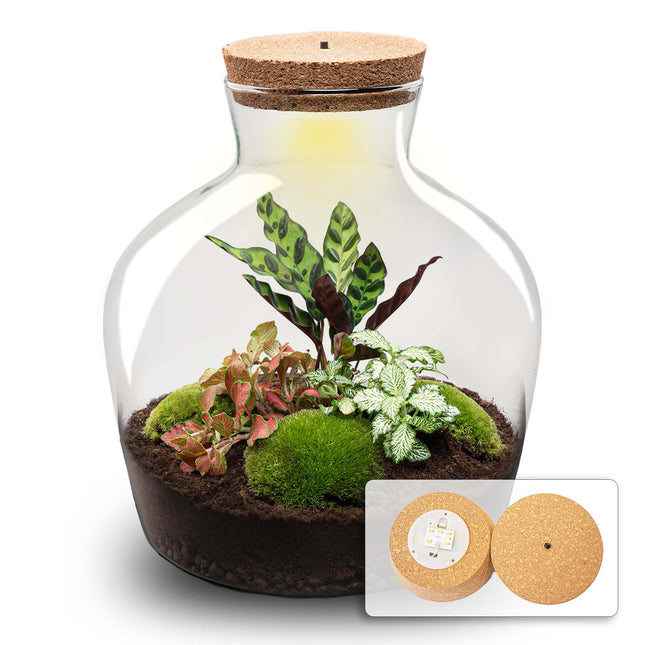 Fat Joe Red - Terrarium with light - Bottle garden DIY kit - Ø 29 cm ↑ 30 cm