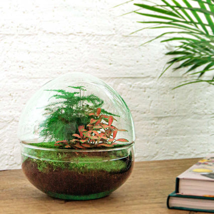 Dome Red - Two-part round glass terrarium - Bottle garden DIY kit - Ø 20 cm ↑ 20 cm