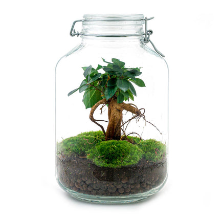 Jar Bonsai - Terrarium - Bottle garden DIY kit - Ø 18 cm ↑ 28 cm (Copy)