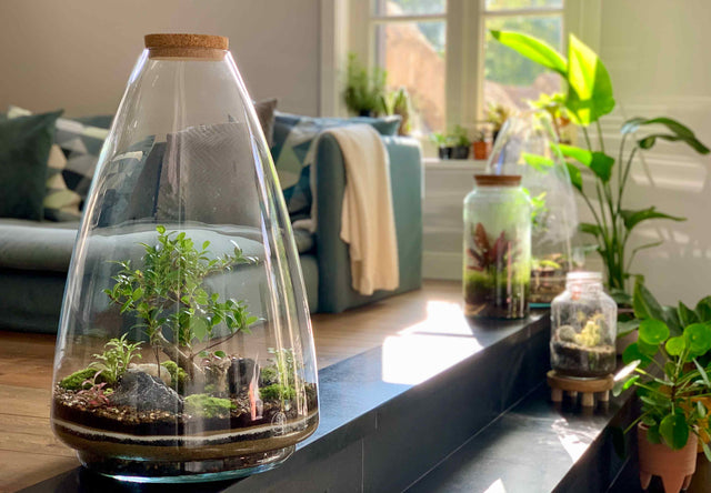 <h2>Kant-en-klaar planten terrarium</h2>