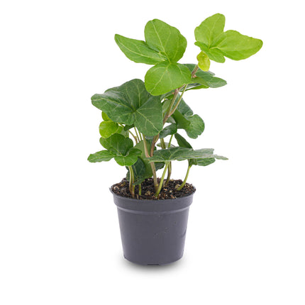 Mini plant set 6 - Includes 6x pot Boule anthracite